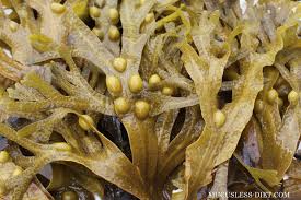 bladderwrack